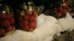 Cum să scapi de mucegai în pivniță și subsol